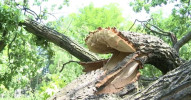 Stoletý starý dub porazil vítr