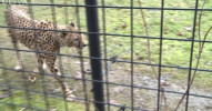 Primátor pokřtil gepardí dvojčata