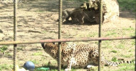 Děti přinesly gepardům hračky