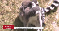 U lemurů v ZOO zase řádil Jeliman