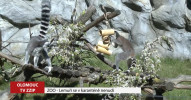 Nuda v době karantény rozhodně nehrozí lemurům